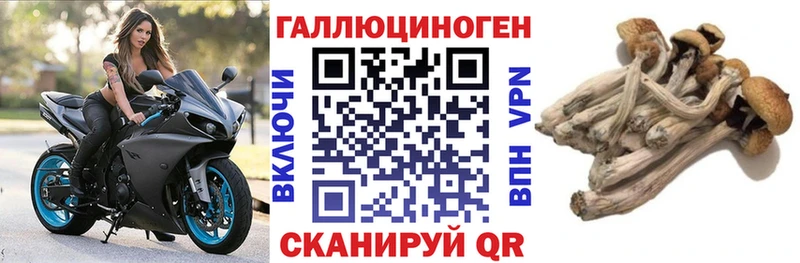 kraken как зайти  Петухово  Галлюциногенные грибы мицелий 